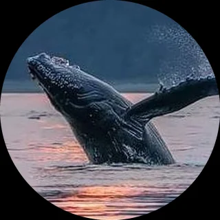 Baleine bondissant dans l’océan