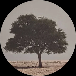 Arbre dans la savane
